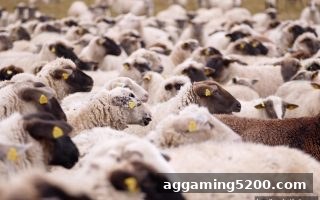 世界杯经典瞬间全攻略：让球盘平台助你解锁回放与互动新体验